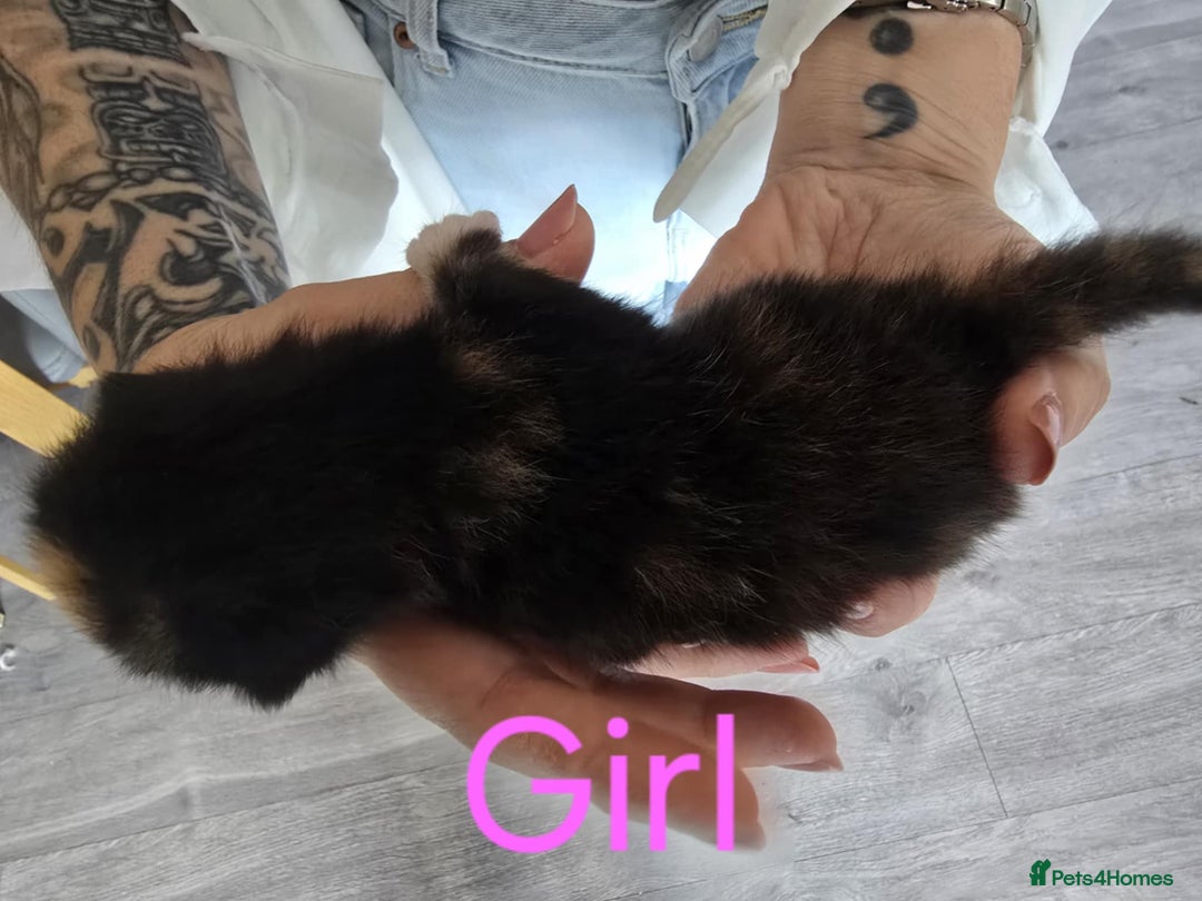Mixed Breed cats for sale: Adorable Kittens Looking for Their Forever Homes - Image 16