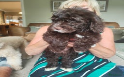 Cockapoo dogs for sale: Beautiful cockapoo puppies  in Alfreton - Image 11