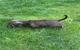 Miniature Dachshund dogs for sale: KC miniature Daschunds    - Image 9