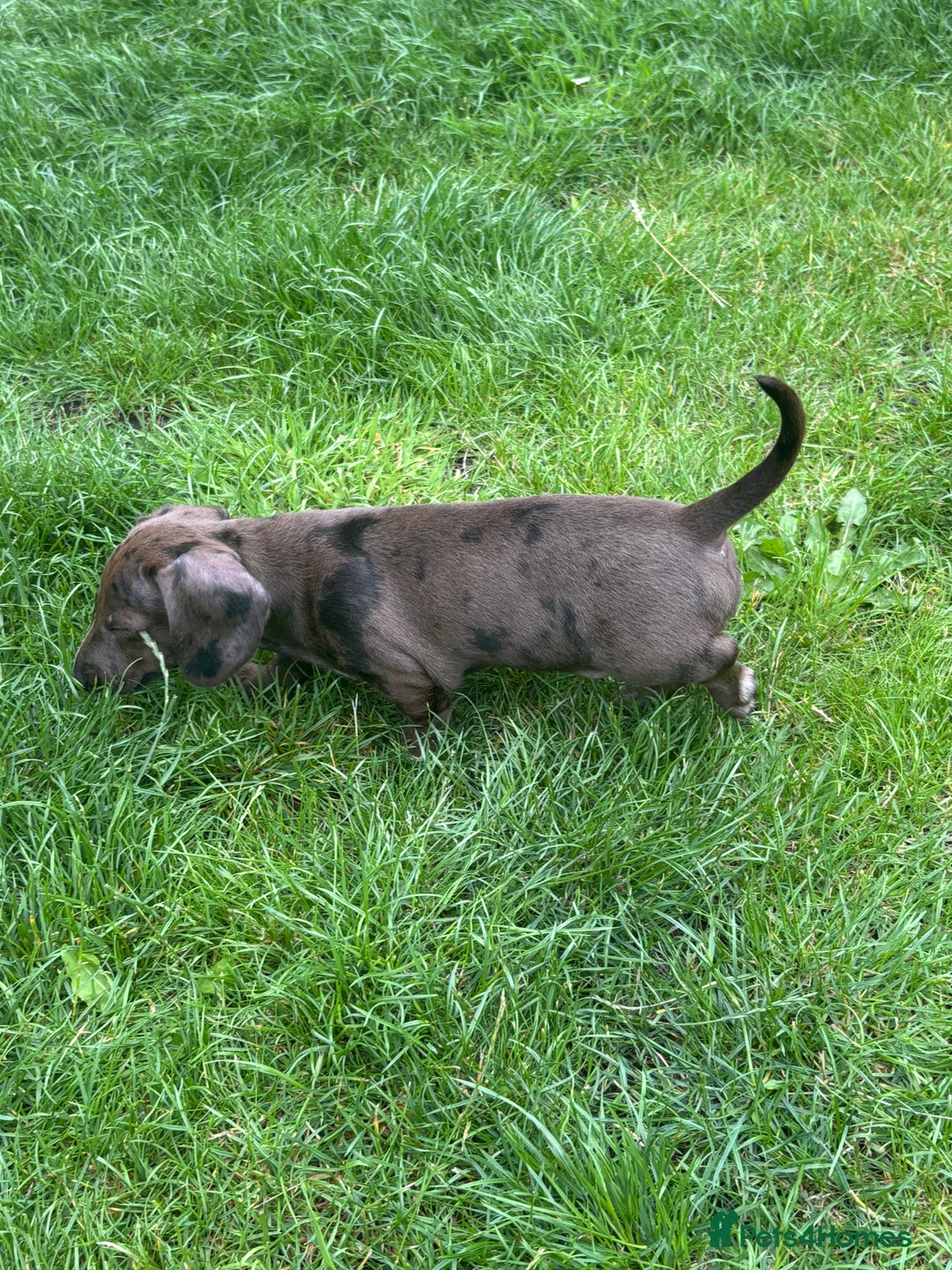 Miniature Dachshund dogs for sale: KC miniature Daschunds    - Image 9