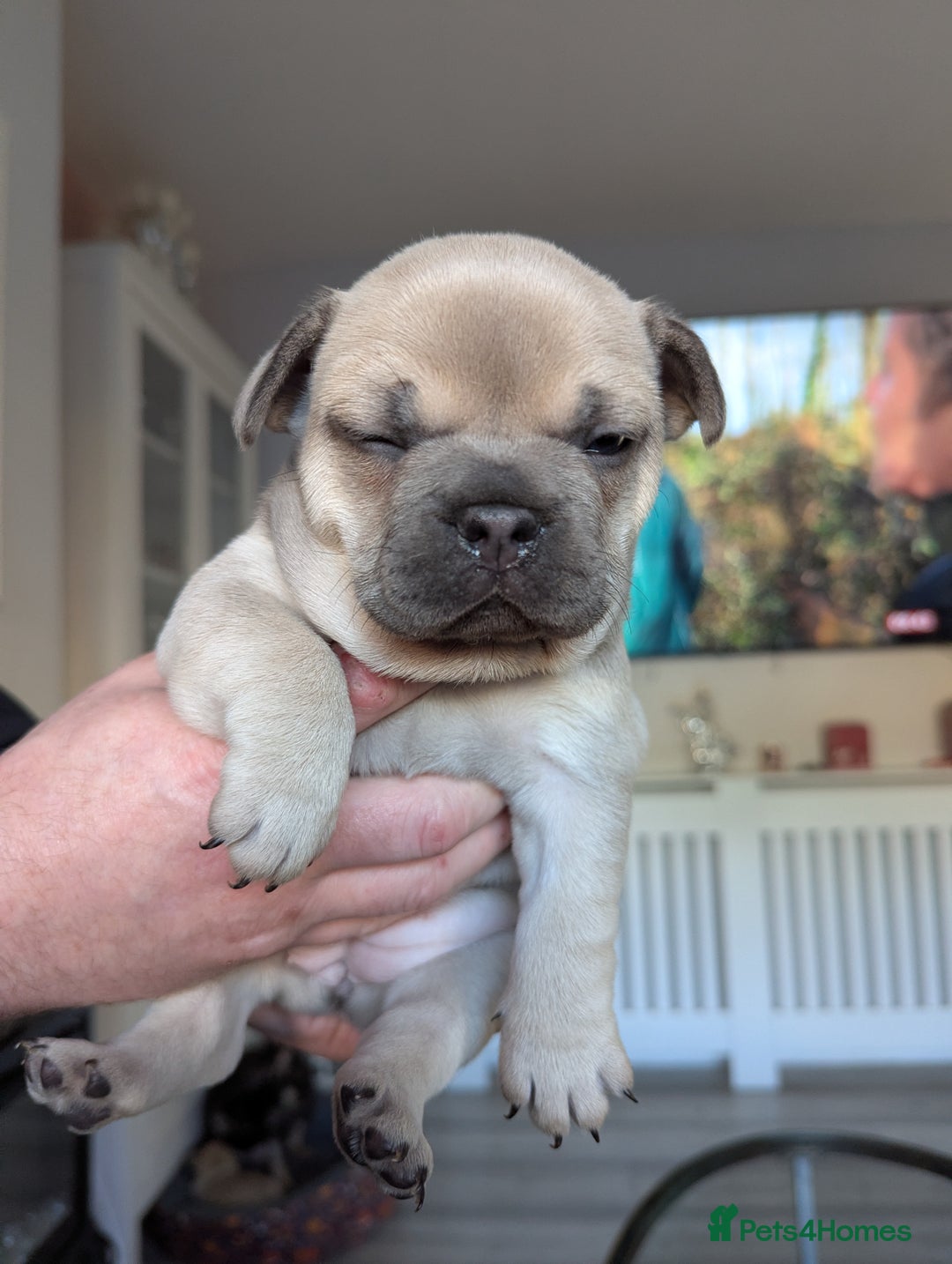French Bulldog dogs for sale: French bulldog puppies for sale - Advert 2