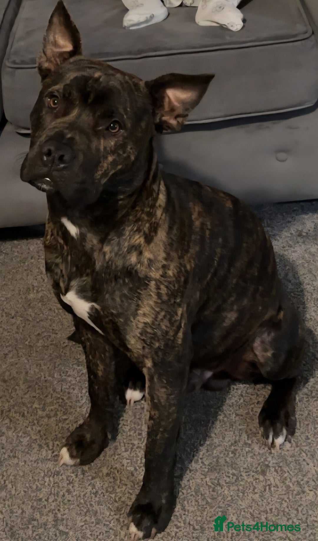 Mixed Breed dogs for sale: Bruce staff  ** tiff - Advert 2