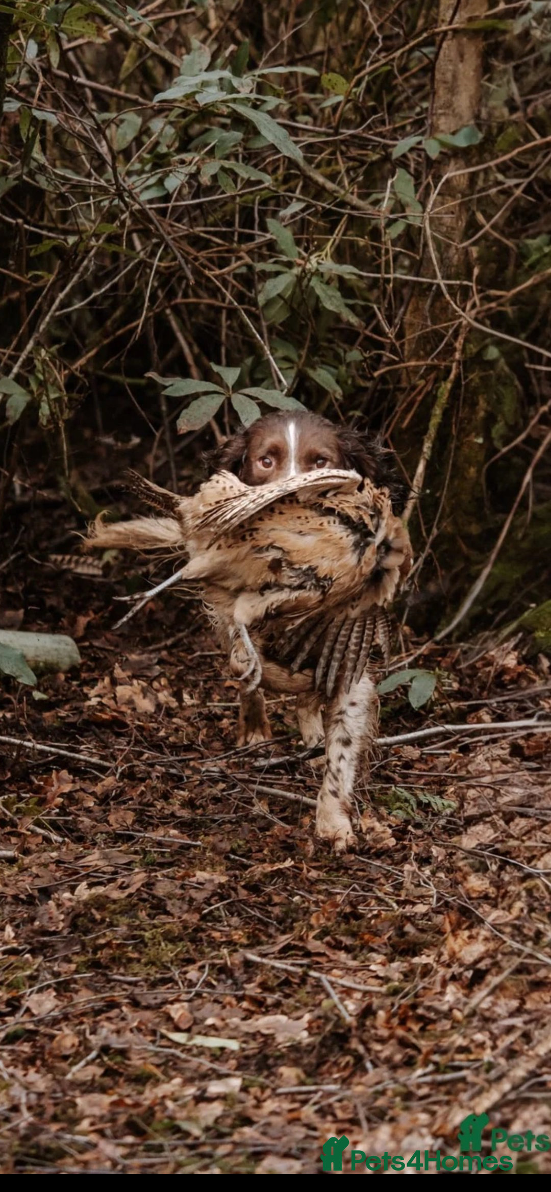 English Springer Spaniel dogs for sale: 6 gorgeous KC reg ESS puppies  - Image 12