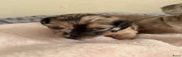 Miniature Dachshund dogs for sale: 5 beautiful miniature dachshund  - Advert 11