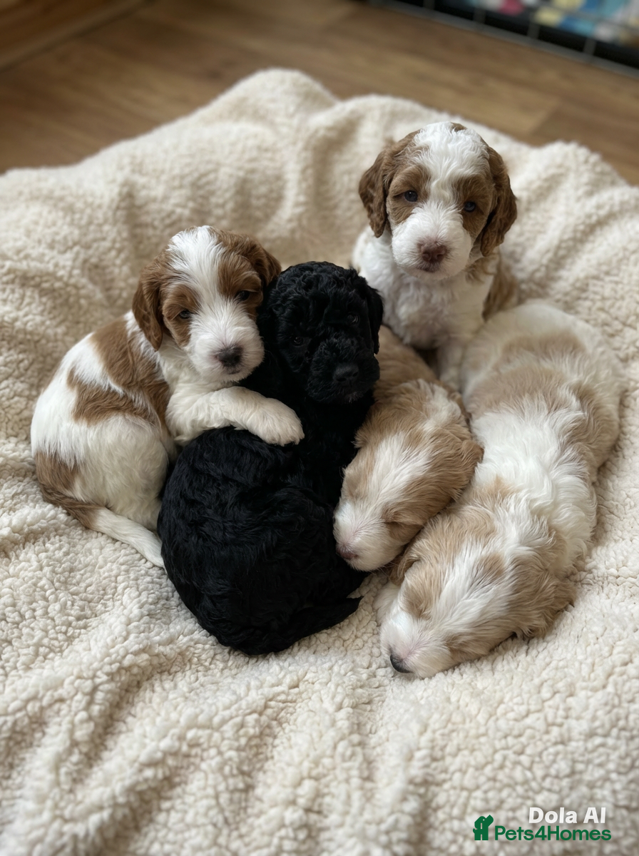 Cockapoo dogs 🔥F1b Cockapoo Pups-Parti Colours-Ready 16th May - Advert 2