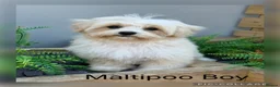 Maltipoo dogs for sale: Gorgeous  F1 Maltipoo READY NOW toilet trained  - Advert 2