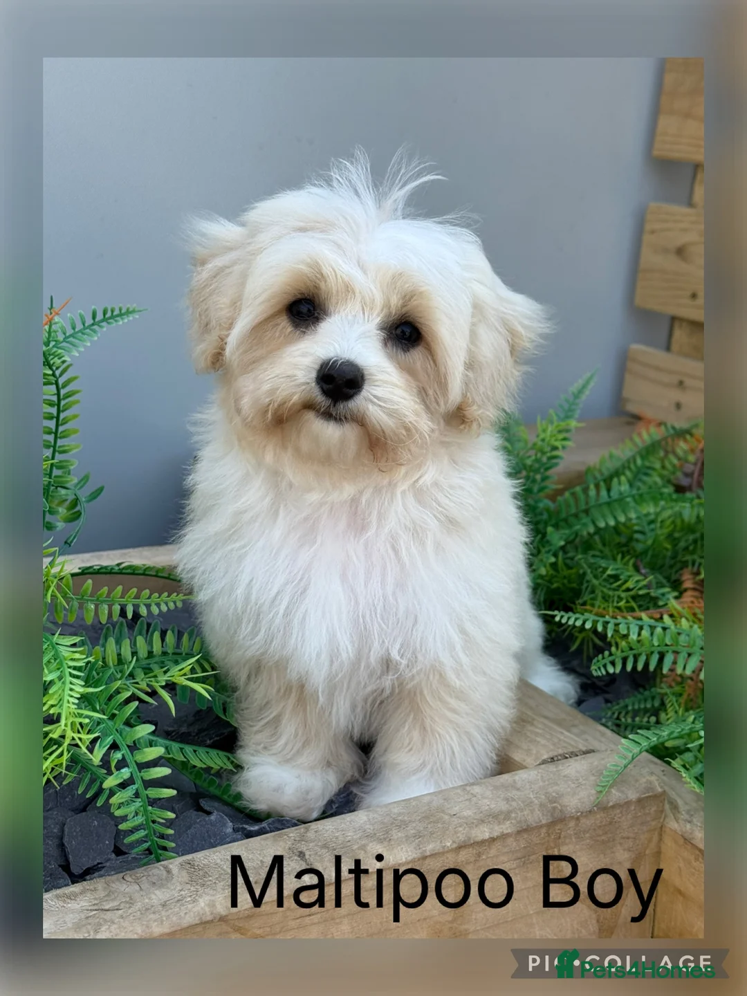 Maltipoo dogs for sale: Gorgeous  F1 Maltipoo READY NOW toilet trained  - Advert 2