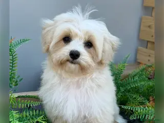Maltipoo dogs Gorgeous F1 Maltipoo READY NOW toilet trained - Advert 1