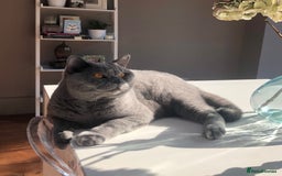 British Shorthair cats for sale: Beautiful Adult British Shorthair Male - Image 7
