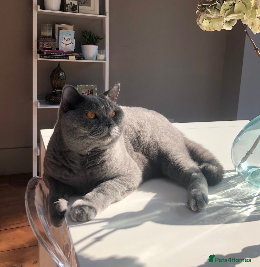British Shorthair cats for sale: Beautiful Adult British Shorthair Male - Image 7