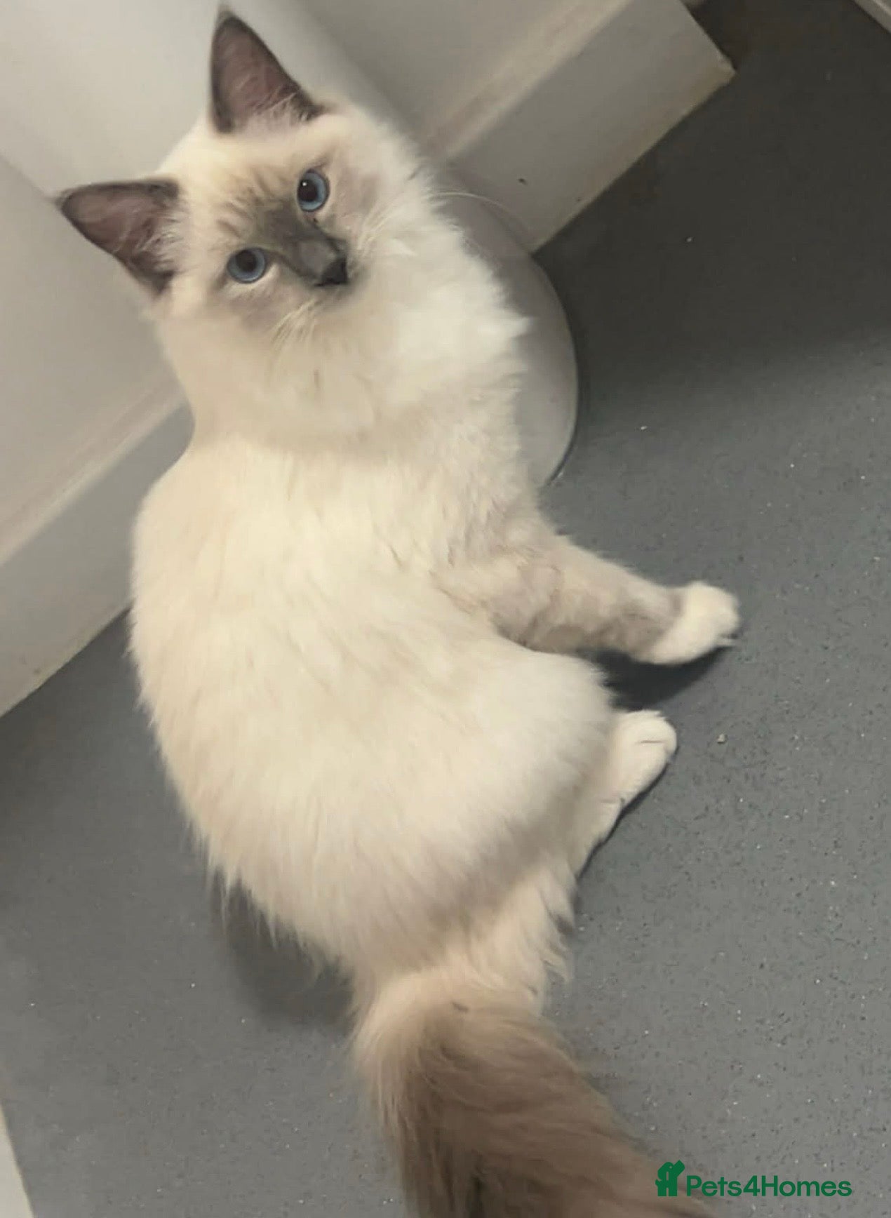 Ragdoll cats 2 pure ragdoll kittens in litter in Bishop Auckland - Advert 3