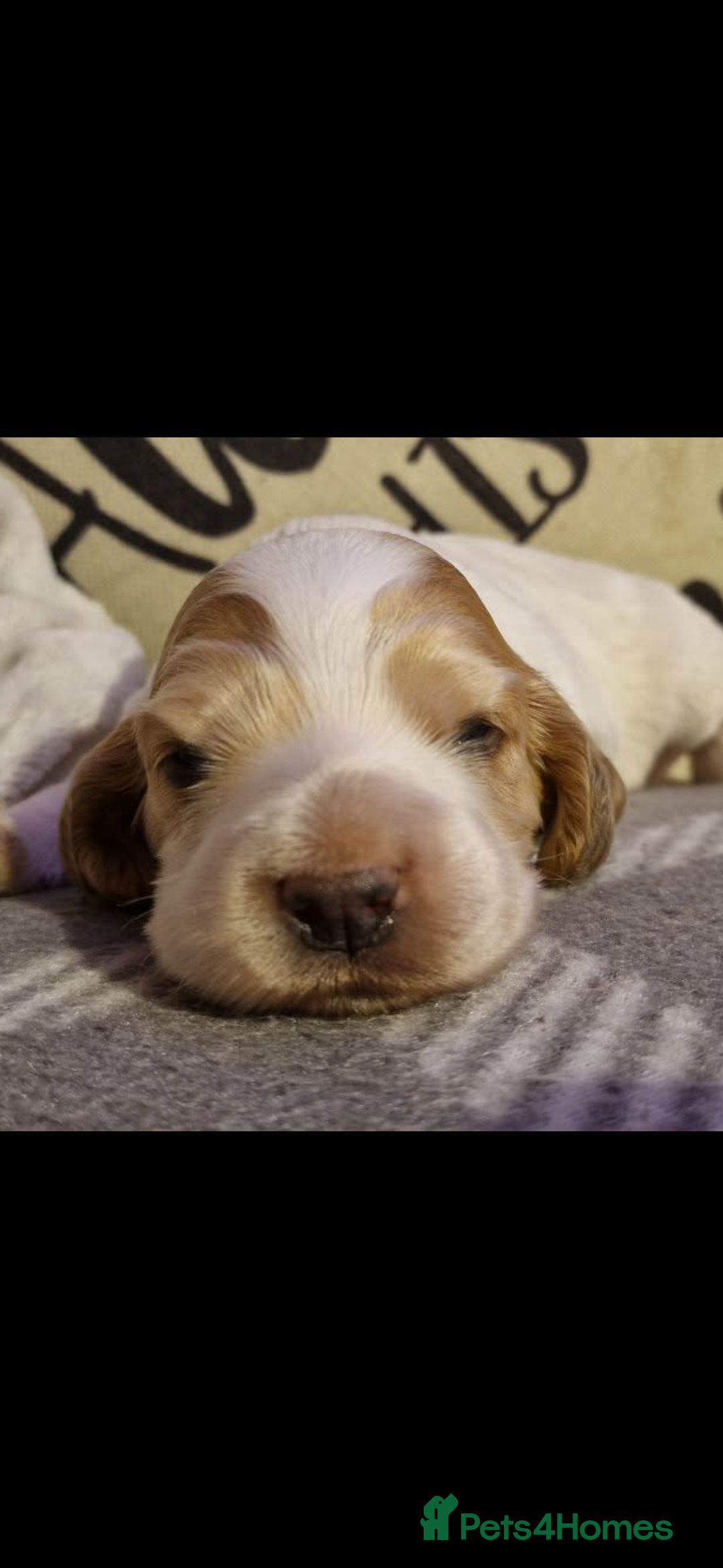 Cocker Spaniel dogs for sale: Lemon roan showtype cockerspaniel - Advert 10