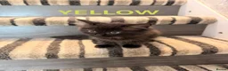 Mixed Breed cats for sale: 6 fluffy beautyful longhair ragdoll cross kittens - Advert 9