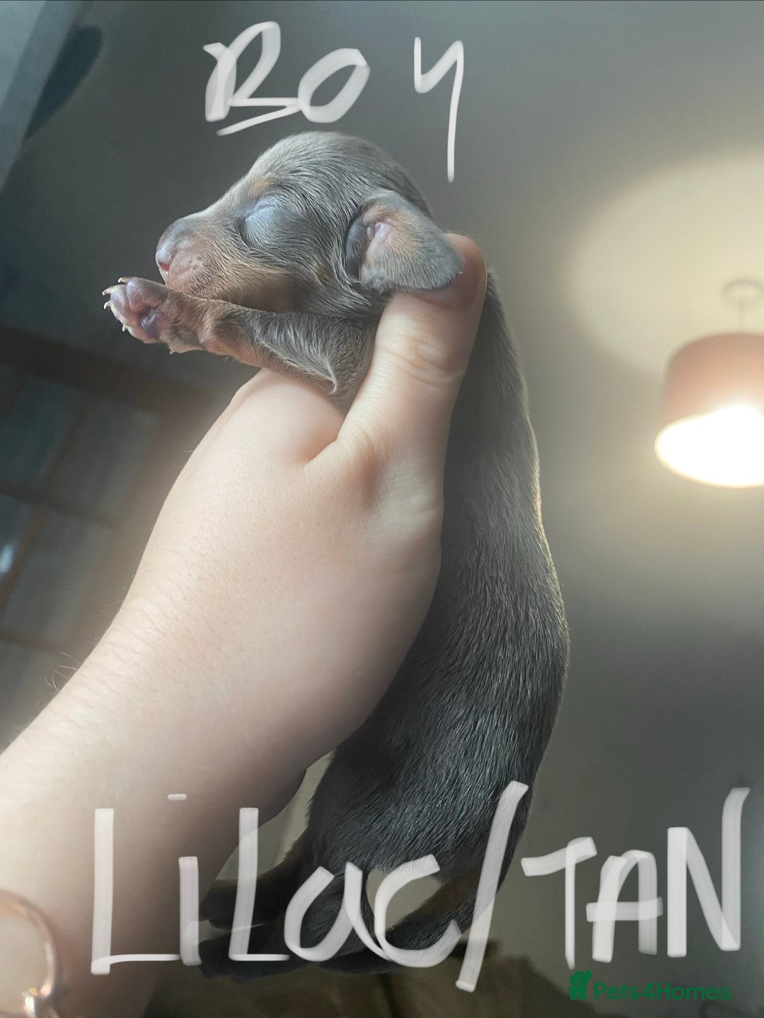 Miniature Dachshund dogs for sale: 3 handsome miniature dachshund boys! - Image 8