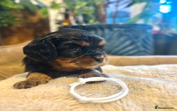 Cavalier King Charles Spaniel dogs for sale: 🫶🏻 Cavalier King Charles 🐶 - Image 21