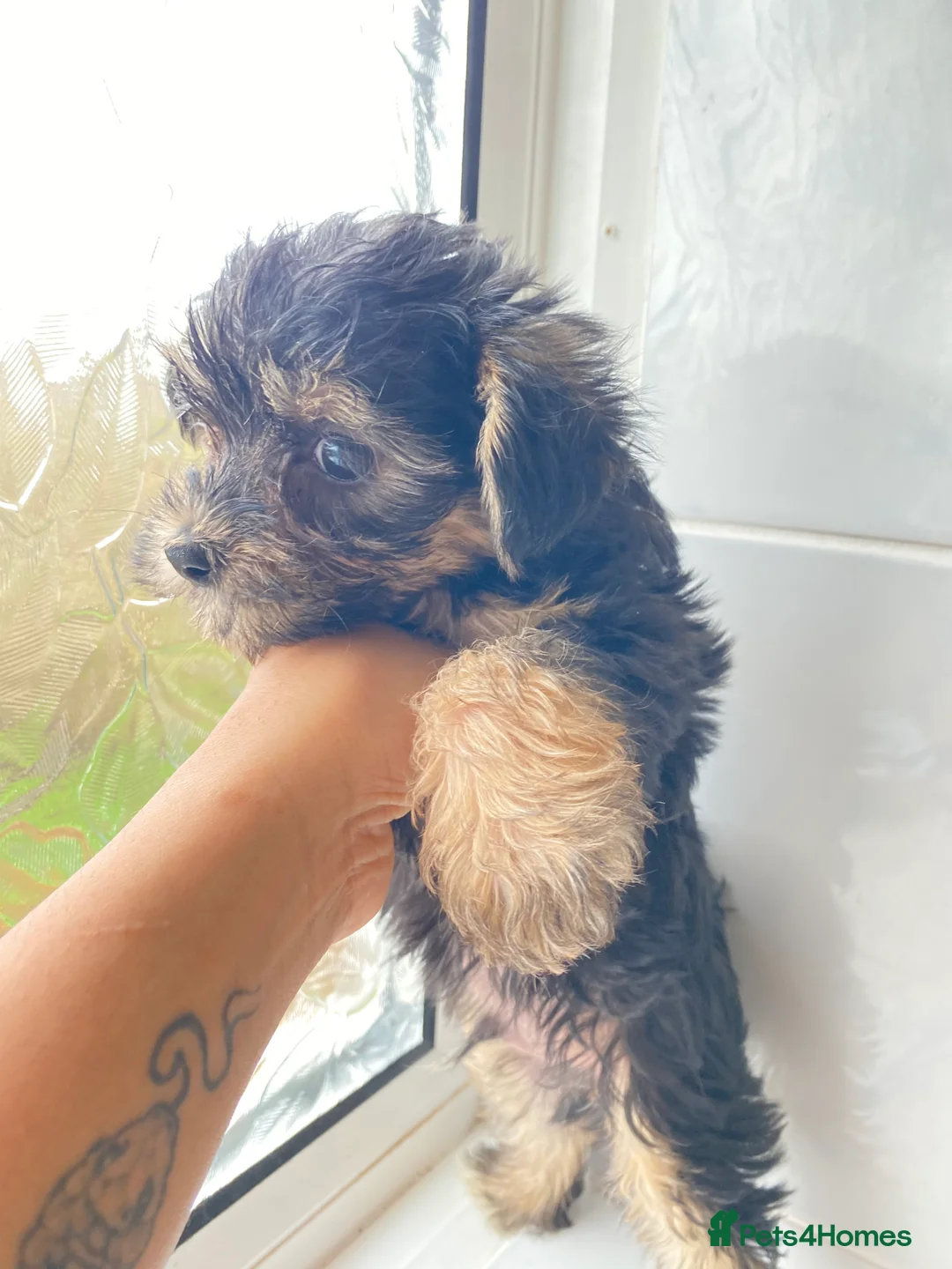 Chinese Crested dogs for sale: 💙💖Stunning Chinese crested ready now💖💙 - Advert 17