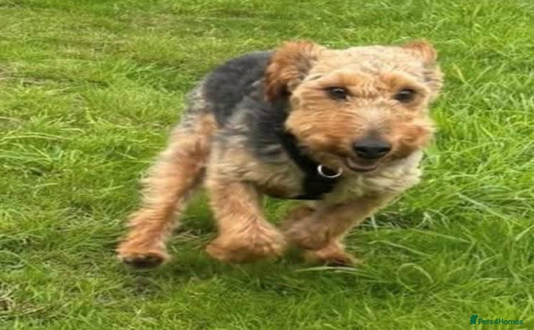 Welsh Terrier dogs - Advert 2