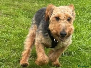 Welsh Terrier dogs Sweet Charlie looking for LOVE - Advert 2