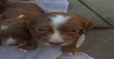 Cocker Spaniel dogs - Advert 4