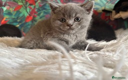 British Shorthair cats for sale: Fluffy BSHs! Grey and black! - Image 1