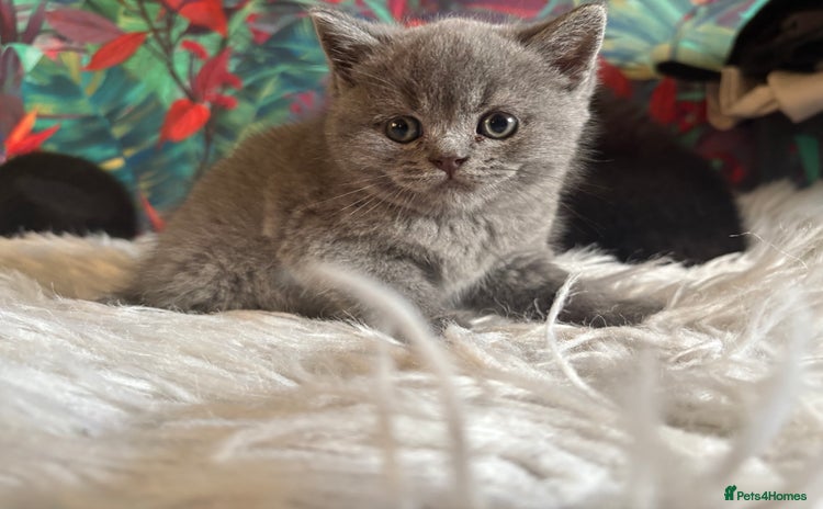 British Shorthair cats - Advert 16