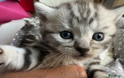 British Shorthair cats for sale: GCCF Rare Show Quality BSH Silver Tabby Kittens - Image 10