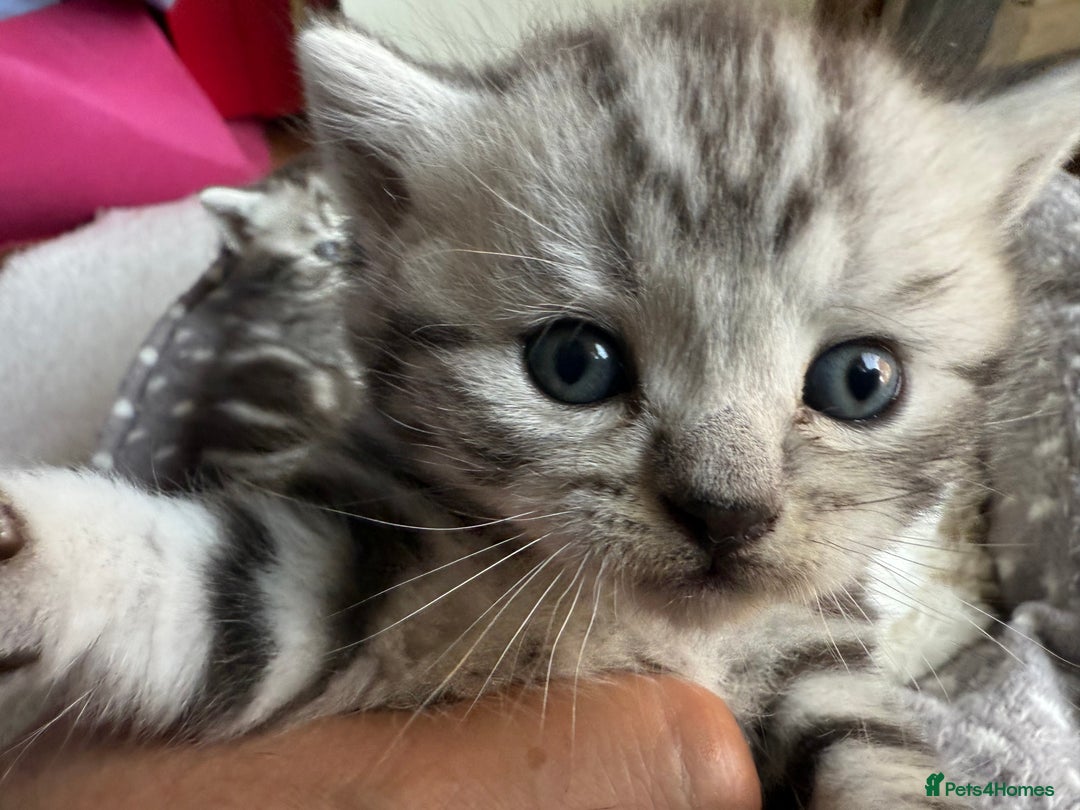 British Shorthair cats for sale: GCCF Rare Show Quality BSH Silver Tabby Kittens - Image 10