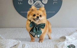 Pomeranian dogs for sale: Tiny Pomeranian puppies  - Image 9