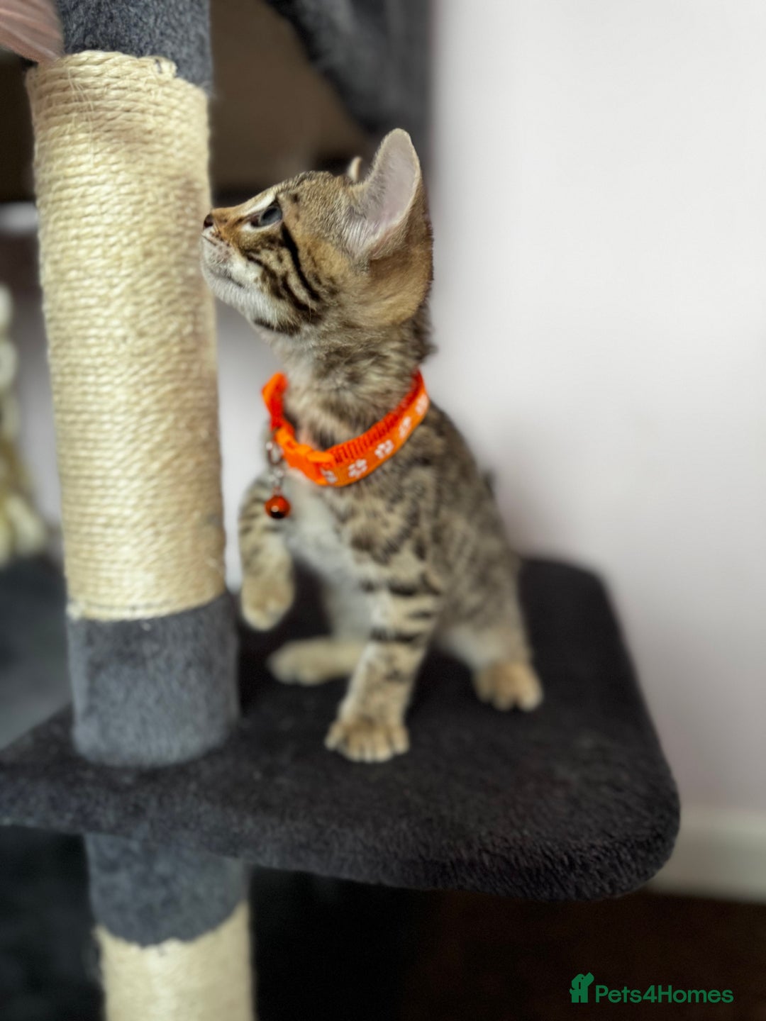Bengal cats for sale: 🐆✨[REDUCED TO CLEAR!!] LAST THREE PURE BENGAL’S❤️ - Image 18