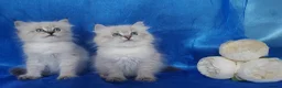 Siberian cats for sale: Siberian Kittens For Sale  - Advert 2