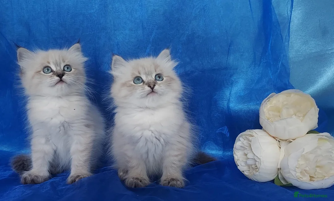 Siberian cats for sale: Siberian Kittens For Sale  - Advert 2