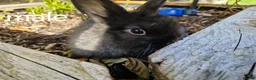 Netherland Dwarf rabbits for sale: Baby rabbits for sale in Newport - Advert 1