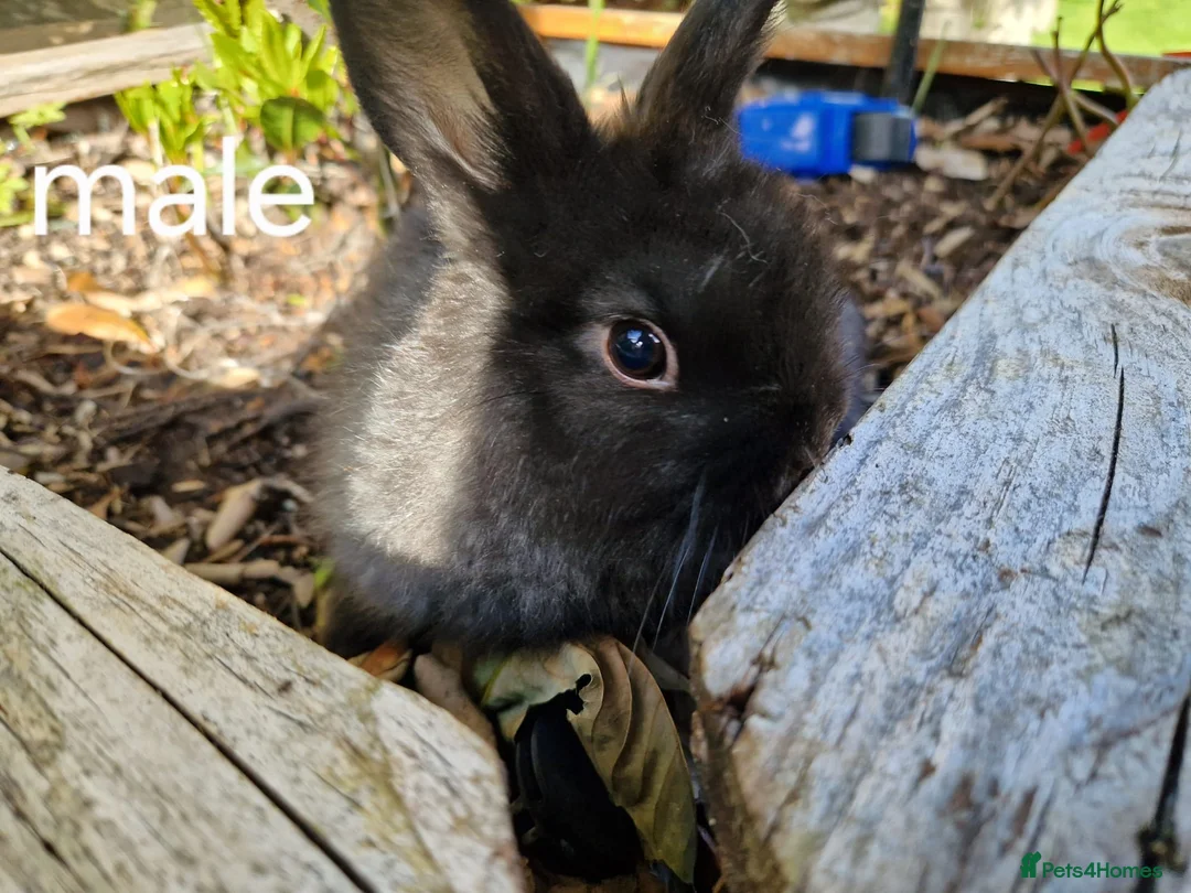 Netherland Dwarf rabbits for sale: Baby rabbits for sale in Newport - Advert 1