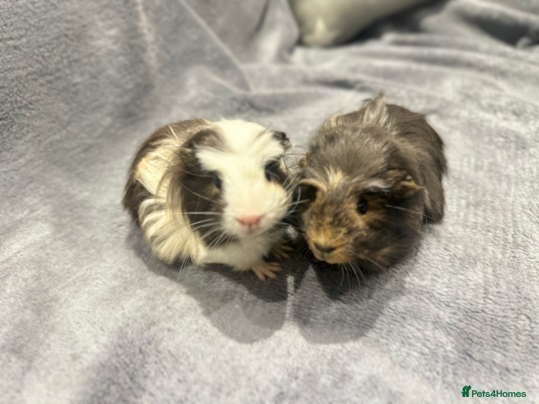 Guinea Pig rodents for sale:  Female Guinea pigs - Advert 11