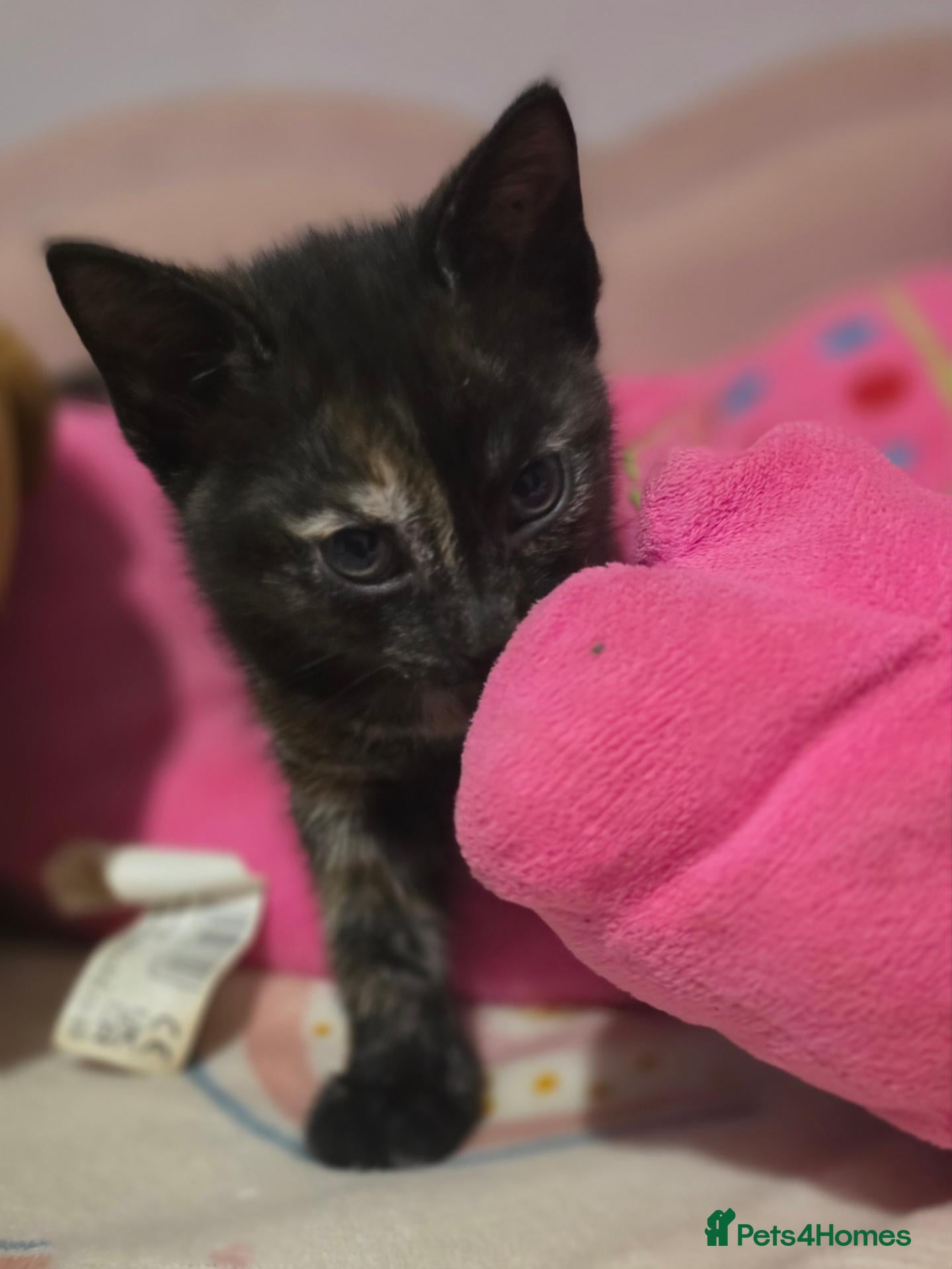 Mixed Breed cats Beautiful kittens  - Advert 2