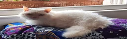 Munchkin cats for sale: Handsome Male Munchkin - Advert 3
