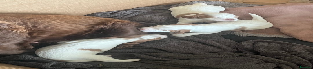 Sprocker Puppy 2