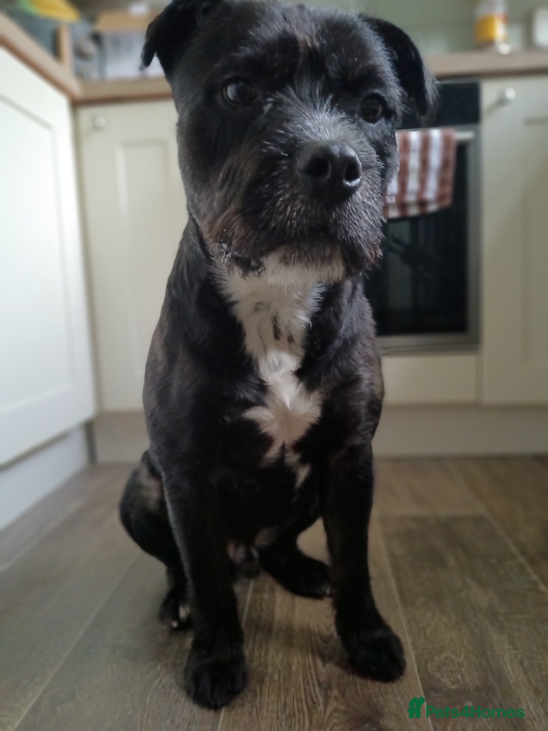 Mixed Breed dogs for sale: Meet Teddy devastated to have to rehome - Advert 3