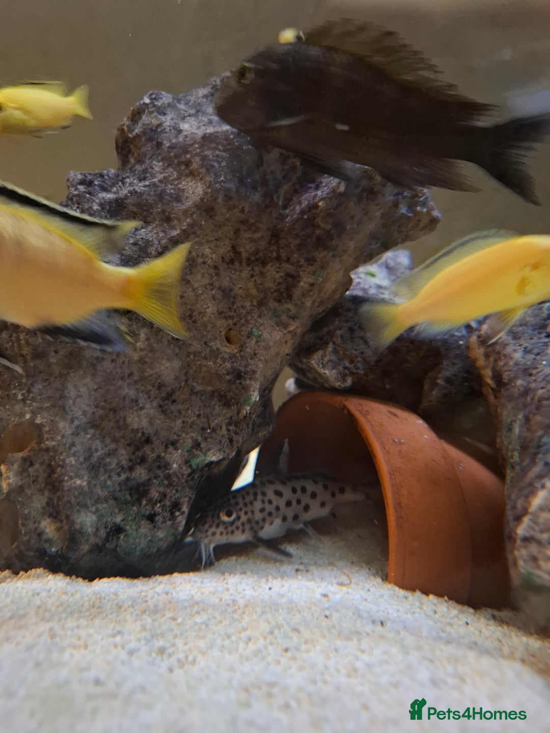 Cichlids fish for sale: Tropical fish  - Advert 13