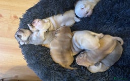 Pug dogs for sale: Beautiful Pug Puppies Male Female - Image 16