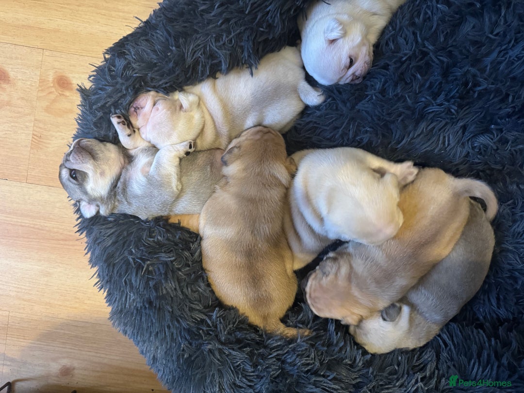 Pug dogs for sale: Beautiful Pug Puppies Male Female - Image 16