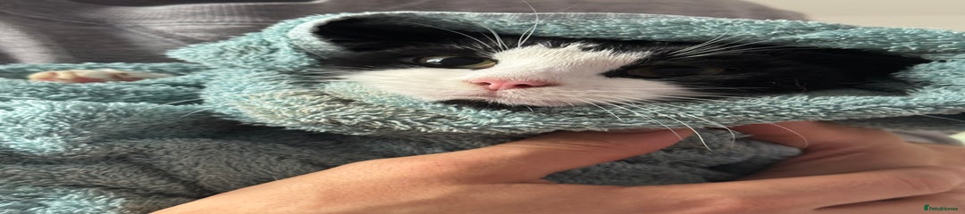 Domestic Shorthair Kitten 1