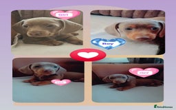 Miniature Dachshund dogs for sale: DWKC-REGISTERED- Miniature Dachshund Puppies  - Image 1