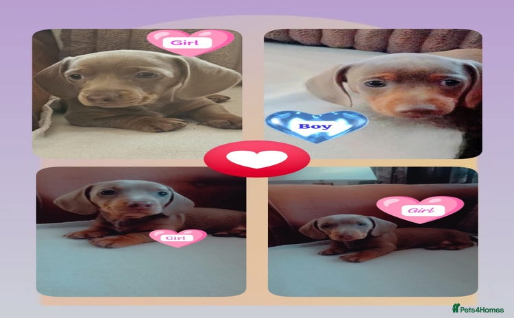 Miniature Dachshund dogs - Advert 9
