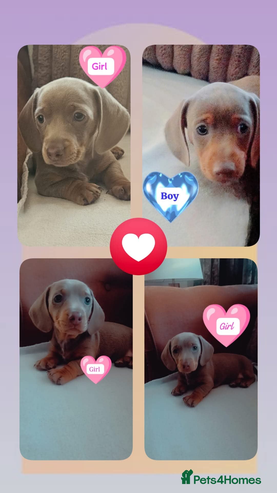 Miniature Dachshund dogs for sale: DWKC-REGISTERED- Miniature Dachshund Puppies  - Image 1