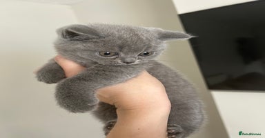 British Shorthair cats - Advert 11