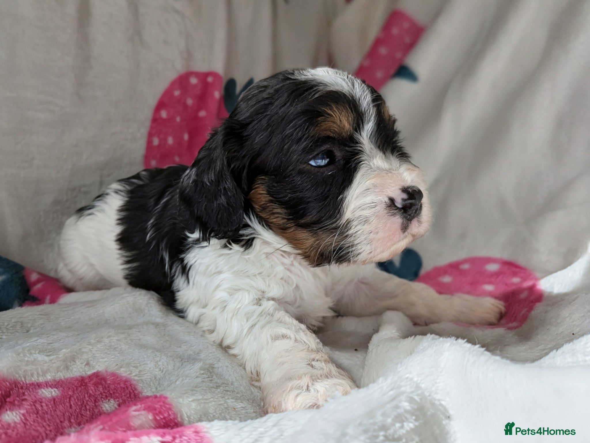 Cavapoo dogs Pretty CAVAPOO pups. Health tested parents - Advert 1