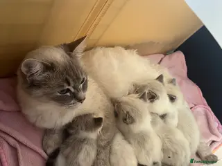 Ragdoll cats Beautiful lynx ragdoll kittens - Advert 3