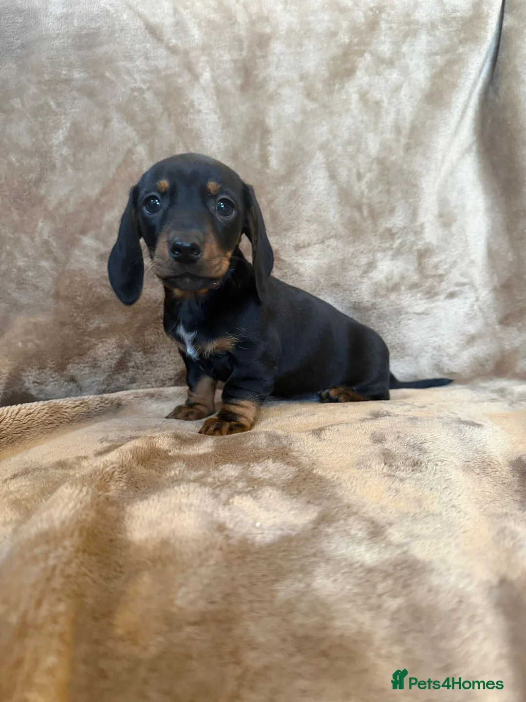 Miniature Dachshund dogs for sale: KC Reg TINY Miniatures from Kaninchen parents  - Advert 19