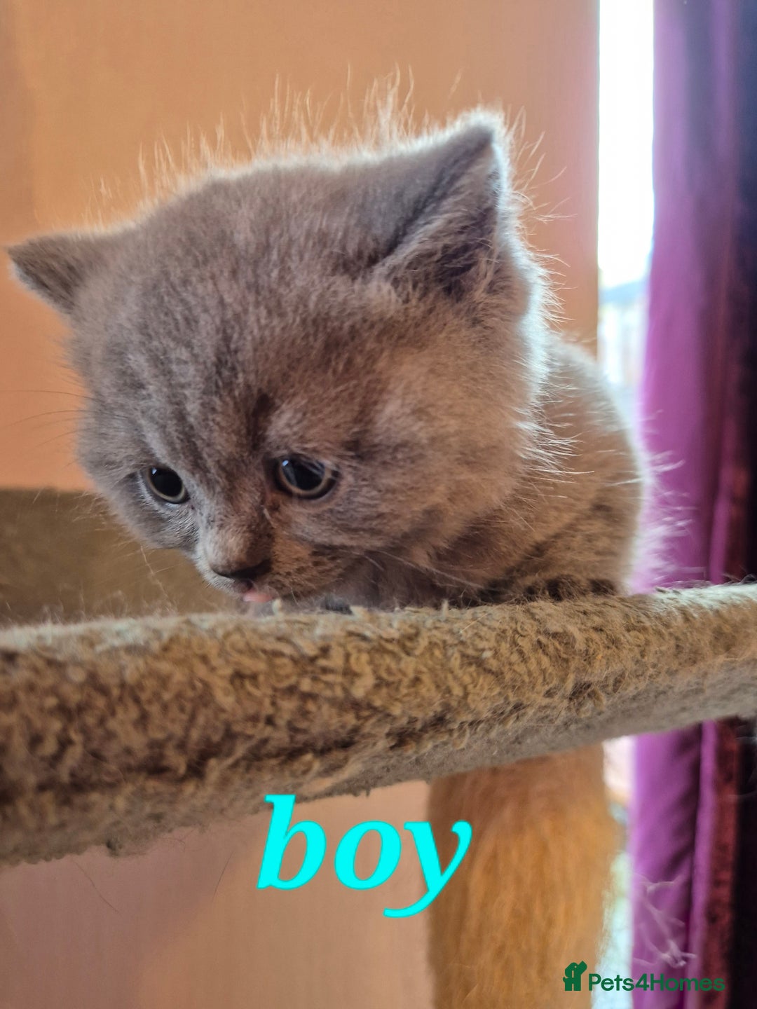 British Shorthair cats for sale: BSH kittens for new home  - Image 16